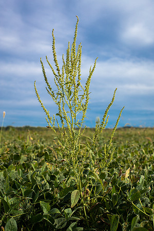 Palmer Amaranth CDPf_22920