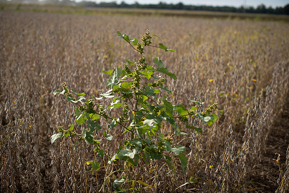 Cocklebur CDPf_23008