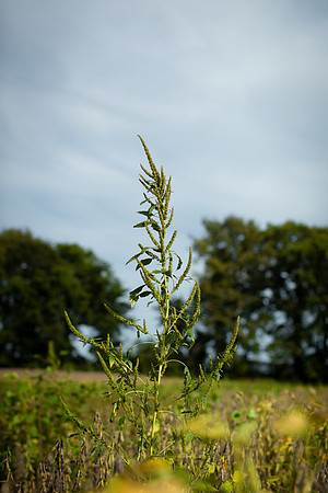 Palmer Amaranth CDPf_23075