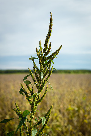 Palmer Amaranth CDPf_23093