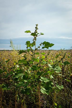 Cocklebur CDPf_23062