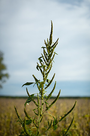 Palmer Amaranth CDPf_23102