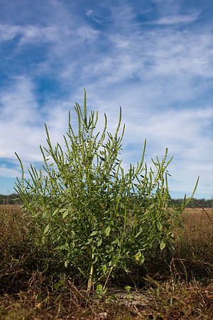Palmer Amaranth CDPf_23117
