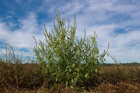 Palmer Amaranth CDPf_23122