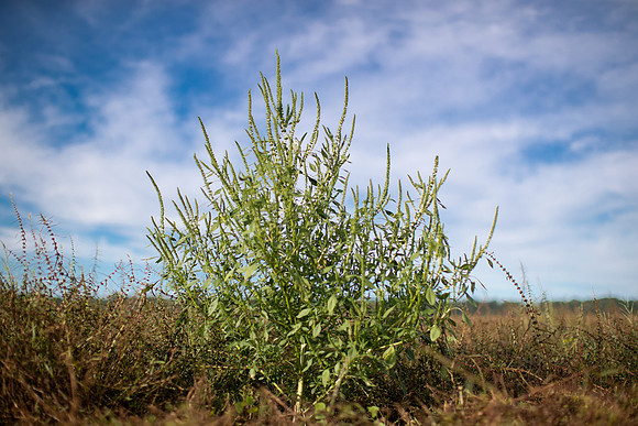 Palmer Amaranth CDPf_23129