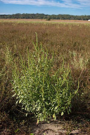 Palmer Amaranth CDPf_23138