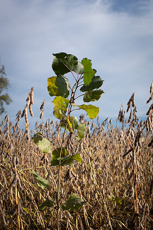 Velvet Leaf CDPf_23155