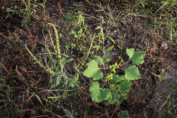 Palmer Amaranth  and Cocklebur CDPf_23184