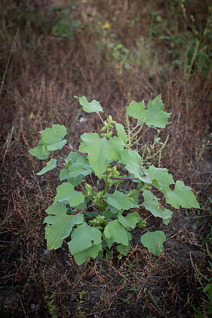 Cocklebur CDPf_23168