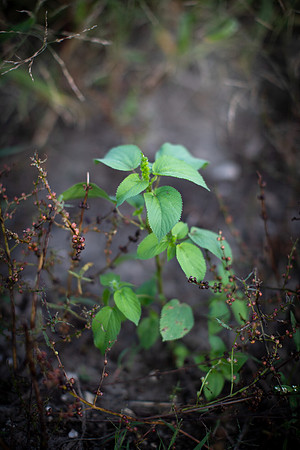 Hophornbeam copperleaf  CDPf_23190