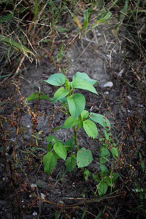 Hophornbeam copperleaf CDPf_23201