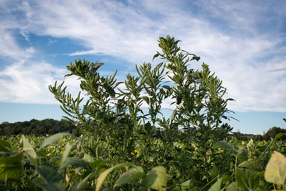 Palmer Amaranth CDPf_23214