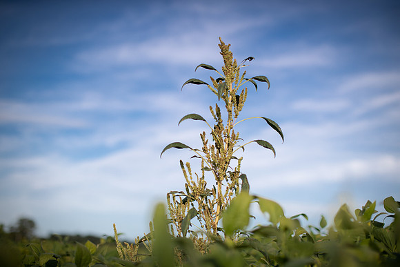 Palmer Amaranth CDPf_23235