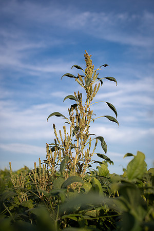 Palmer Amaranth CDPf_23252