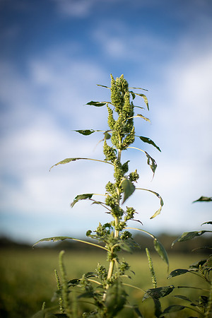 Palmer Amaranth CDPf_23263