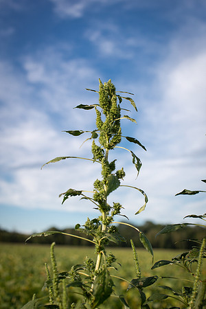 Palmer Amaranth CDPf_23269