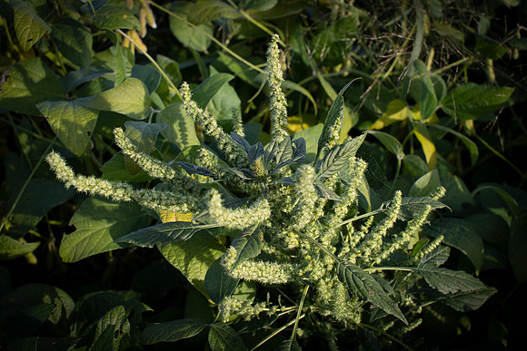Palmer Amaranth CDPf_23293