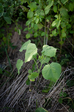 Velvet Leaf CDPf_23304