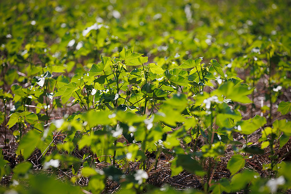 ThryvOn_2022_GriggsFarms_cdp_74