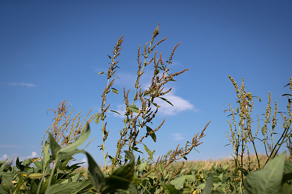 Water hemp CDPf_23319