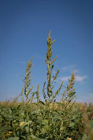 Water hemp CDPf_23429