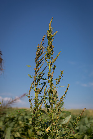 Water hemp CDPf_23409