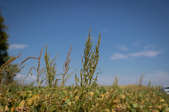Water hemp CDPf_23452