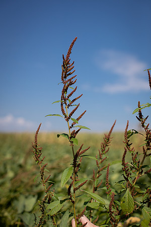 Water hemp CDPf_23381