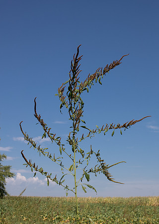 Water hemp CDPf_23483