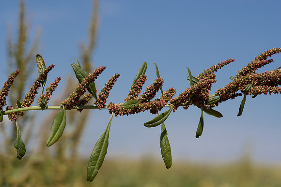 Water hemp CDPf_23523