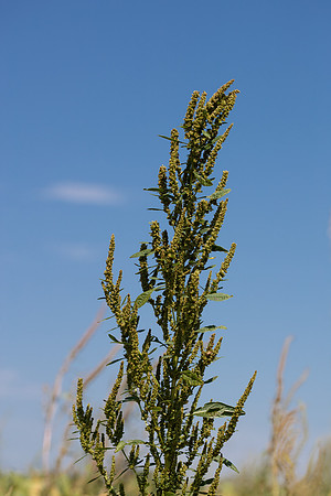 Water hemp CDPf_23555