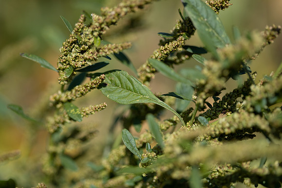 Water hemp CDPf_23575