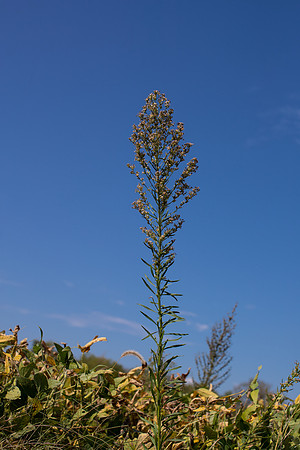 Marestail CDPf_23609