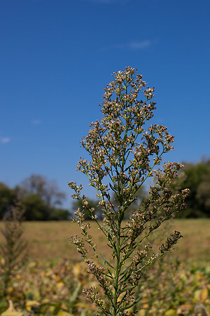 Marestail CDPf_23645
