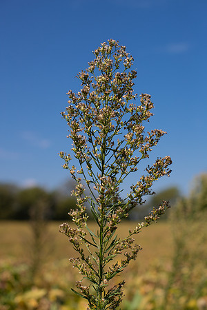 Marestail CDPf_23656
