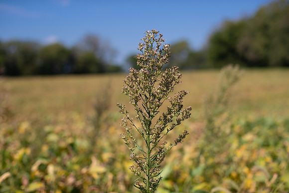 Marestail CDPf_23662