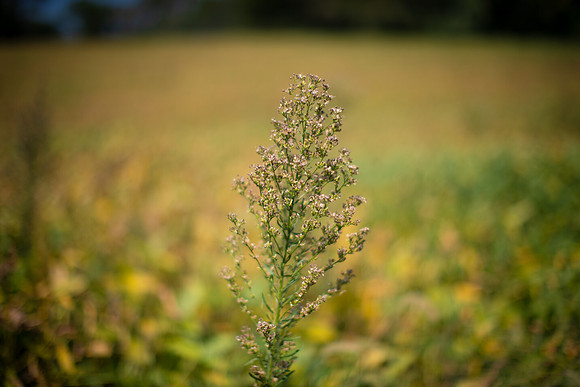 Marestail CDPf_23675