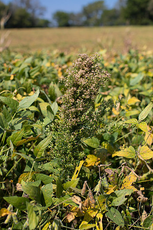 Marestail CDPf_23706