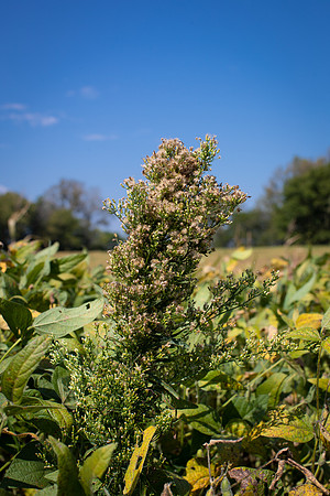 Marestail CDPf_23722