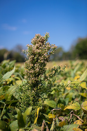 Marestail CDPf_23734