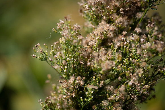 Marestail CDPf_23742