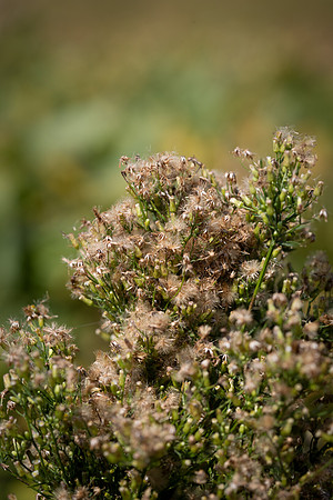 Marestail CDPf_23768