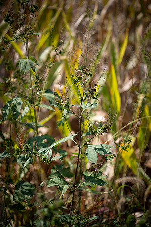 Giant Ragweed CDPf_23815