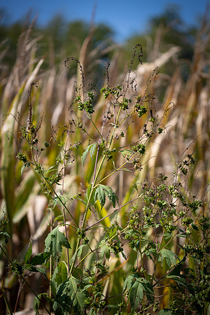 Giant Ragweed CDPf_23824