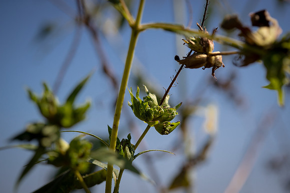 Giant Ragweed CDPf_23836