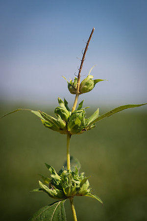Giant Ragweed CDPf_23855