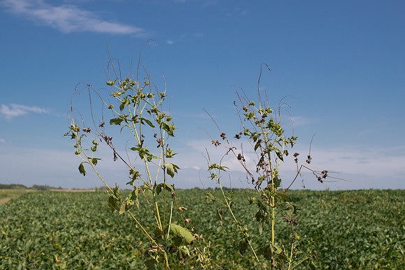 Giant Ragweed CDPf_23885