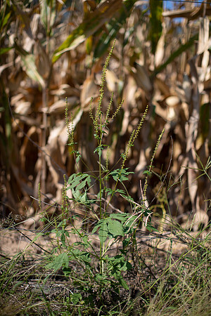 Giant Ragweed CDPf_23936