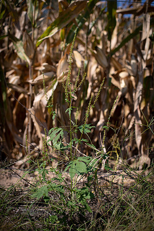 Giant Ragweed CDPf_23938
