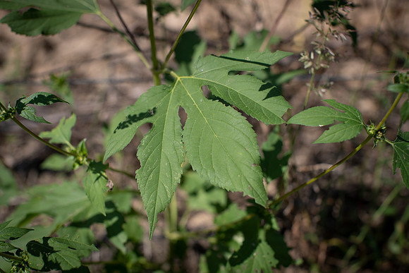 Giant Ragweed CDPf_23958